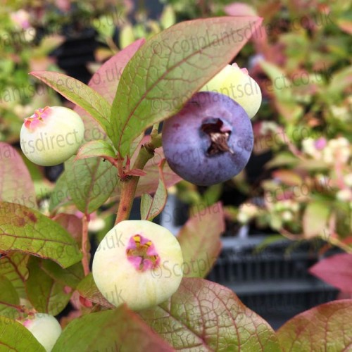 Blueberry Sierra Early - Mid Season - Pot Grown | ScotPlants Direct